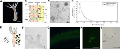 The Aquatic Invertebrate Hydra vulgaris Releases Molecular Messages Through Extracellular Vesicles